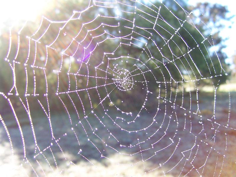 Spider Web 1